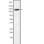 SPAG5 Antibody in Western Blot (WB)