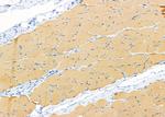 SYT10 Antibody in Immunohistochemistry (Paraffin) (IHC (P))