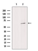 SYT10 Antibody in Western Blot (WB)