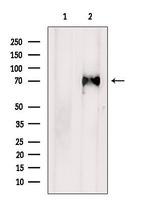 SYT10 Antibody in Western Blot (WB)