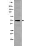 Synaptotagmin 4 Antibody in Western Blot (WB)