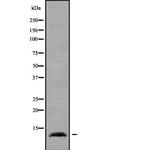 ELOF1 Antibody in Western Blot (WB)