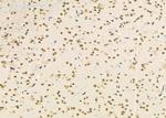 TCEAL2 Antibody in Immunohistochemistry (Paraffin) (IHC (P))