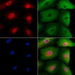 TCEAL5 Antibody in Immunocytochemistry (ICC/IF)