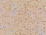 LSM2 Antibody in Immunohistochemistry (Paraffin) (IHC (P))