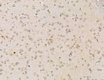 LSM2 Antibody in Immunohistochemistry (Paraffin) (IHC (P))