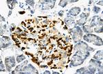 USP16 Antibody in Immunohistochemistry (Paraffin) (IHC (P))