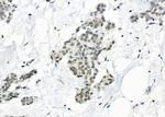 USP16 Antibody in Immunohistochemistry (Paraffin) (IHC (P))