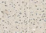 USP16 Antibody in Immunohistochemistry (Paraffin) (IHC (P))