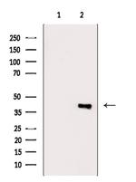 USP46 Antibody in Western Blot (WB)