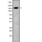 USP6 Antibody in Western Blot (WB)