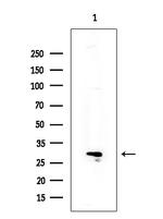 CD178 Antibody in Western Blot (WB)