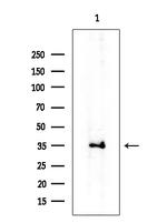 CD178 Antibody in Western Blot (WB)