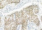 HEXIM1 Antibody in Immunohistochemistry (Paraffin) (IHC (P))