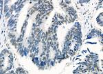 HEXIM1 Antibody in Immunohistochemistry (Paraffin) (IHC (P))