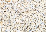 HEXIM1 Antibody in Immunohistochemistry (Paraffin) (IHC (P))