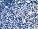 Phospho-CD227 (Mucin 1) (Tyr1229) Antibody in Immunohistochemistry (Paraffin) (IHC (P))