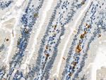 Phospho-CD227 (Mucin 1) (Tyr1229) Antibody in Immunohistochemistry (Paraffin) (IHC (P))