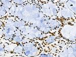 Phospho-CD227 (Mucin 1) (Tyr1229) Antibody in Immunohistochemistry (Paraffin) (IHC (P))