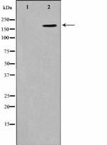 Phospho-CD227 (Mucin 1) (Tyr1229) Antibody in Western Blot (WB)