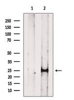 BAK Antibody in Western Blot (WB)