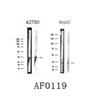 BAK Antibody in Western Blot (WB)