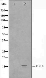 TGF alpha Antibody in Western Blot (WB)