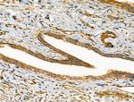 HGK Antibody in Immunohistochemistry (Paraffin) (IHC (P))