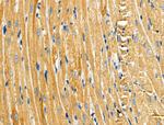 HGK Antibody in Immunohistochemistry (Paraffin) (IHC (P))