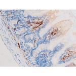 Phospho-Smad3 (Ser208) Antibody in Immunohistochemistry (Paraffin) (IHC (P))