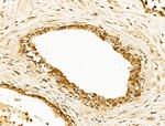 p47phox Antibody in Immunohistochemistry (Paraffin) (IHC (P))