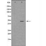 p47phox Antibody in Western Blot (WB)