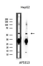 Cyclin A1 Antibody in Western Blot (WB)