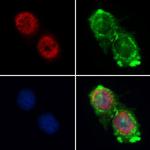 Cyclin A1 Antibody in Immunocytochemistry (ICC/IF)