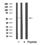 Cyclin A1 Antibody in Western Blot (WB)