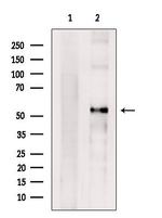 Cyclin A1 Antibody in Western Blot (WB)