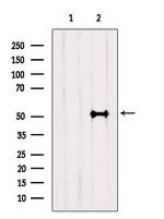 Cyclin A1 Antibody in Western Blot (WB)