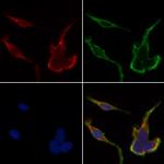 HSPH1 Antibody in Immunocytochemistry (ICC/IF)