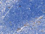 Phospho-MYL2 (Ser15) Antibody in Immunohistochemistry (Paraffin) (IHC (P))