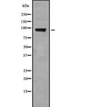 ELP2 Antibody in Western Blot (WB)