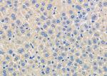 HTR3D Antibody in Immunohistochemistry (Paraffin) (IHC (P))