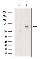 ARL13B Antibody in Western Blot (WB)