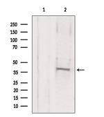 MAT2B Antibody in Western Blot (WB)