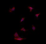 NOD2 Antibody in Immunocytochemistry (ICC/IF)