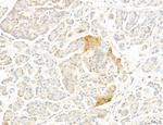 NOD2 Antibody in Immunohistochemistry (Paraffin) (IHC (P))