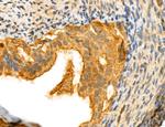 NOD2 Antibody in Immunohistochemistry (Paraffin) (IHC (P))