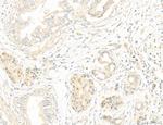 NOD2 Antibody in Immunohistochemistry (Paraffin) (IHC (P))