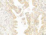 NOD2 Antibody in Immunohistochemistry (Paraffin) (IHC (P))