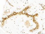 NOD2 Antibody in Immunohistochemistry (Paraffin) (IHC (P))