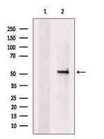 GSDMD Antibody in Western Blot (WB)